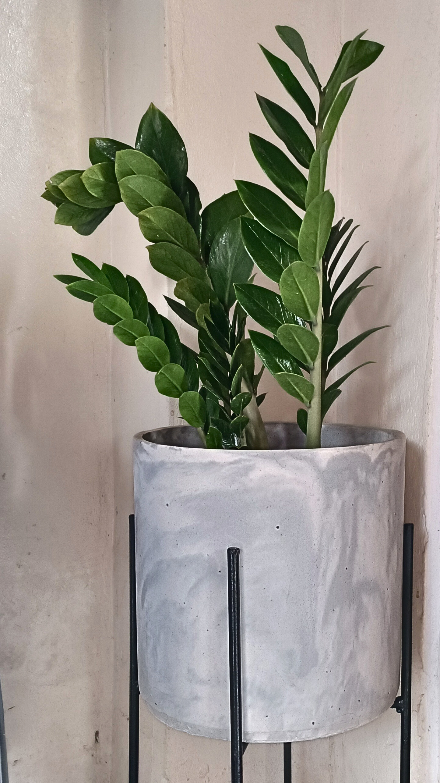 Large Mbala Concrete Planter + Stand